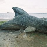 Driftwood Dolphin