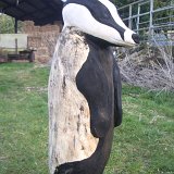 Badger